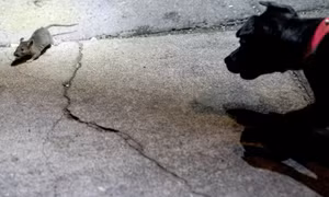 Thủ đô của Mỹ ‘tuyển quân’ chó, mèo dẹp nạn chuột hoành hành
