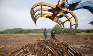 Nối bước Ấn Độ, Thái Lan kiểm soát xuất khẩu đường 
