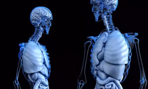 Phát hiện cơ quan mới trên mặt người