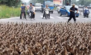 Đội quân 100.000 con vịt đón ‘bão’ châu chấu tại biên giới Trung Quốc