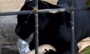 Trèo qua hàng rào định chụp ‘selfie’, người phụ nữ bị báo đen vồ 