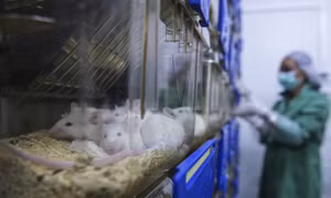 Chuột bị liệt cử động lại được nhờ thử nghiệm đột phá mới 