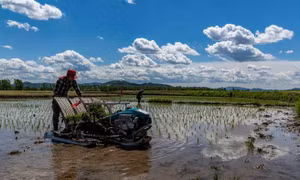 “Zero-Covid” làm tăng nguy cơ đứt gãy nông nghiệp, thiếu hụt lương thực