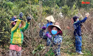 Làng trồng mai vàng TP Hồ Chí Minh tất bật vào vụ Tết