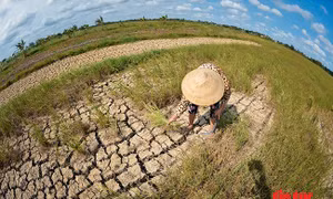 Người dân Đồng bằng sông Cửu Long gồng mình chống hạn, mặn khốc liệt