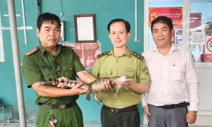 TP Hồ Chí Minh: Bàn giao cá sấu bắt được ở kênh Nước Đen cho Chi cục Kiểm lâm