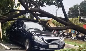 TP Hồ Chí Minh: Mưa lớn kèm dông lốc, nhiều cây xanh bị quật đổ