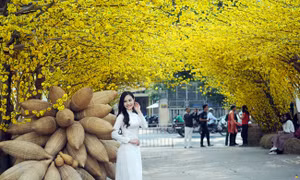 Phố ông Đồ vàng rực, thu hút giới trẻ đến 'check in' dịp Tết Nguyên đán 2019