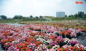 TP Hồ Chí Minh: Rực rỡ sắc hoa những ngày cận Tết