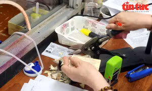 Khuyến cáo người dân không nghe 'tin đồn' trên mạng ồ ạt đi đổi giấy phép lái xe