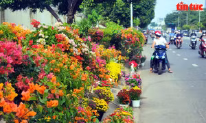 TP Hồ Chí Minh: Hoa Tết xuống phố 'ngóng' người mua