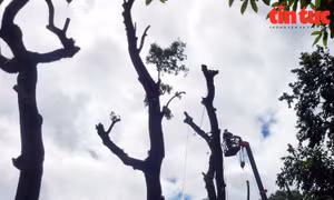 TP Hồ Chí Minh: Cắt tỉa cây xanh để ứng phó mưa lớn kèm dông lốc từ bão số 3