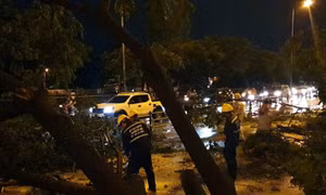 Hàng chục cây xanh bật gốc trong cơn mưa lớn ở TP Hồ Chí Minh
