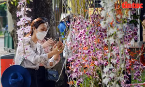Khai mạc Festival Hoa Lan TP Hồ Chí Minh lần 2 năm 2023