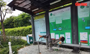 TP Hồ Chí Minh: Nhà chờ xe buýt bị chiếm dụng