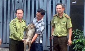 TP Hồ Chí Minh: Bắt khỉ đuôi lợn quấy phá khu dân cư ở Bình Hưng Hòa