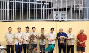 TP Hồ Chí Minh: Triệt phá nhóm đối tượng trộm cắp mèo số lượng lớn