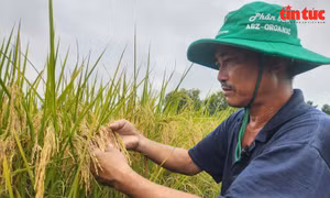 TP Hồ Chí Minh phát triển vùng sản xuất lúa, gạo ST25 hữu cơ
