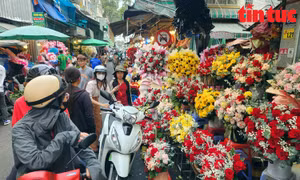 Chợ hoa lớn nhất TP Hồ Chí Minh nhộn nhịp trước ngày 8/3