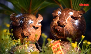 Độc đáo dừa bonsai hình trâu trưng Tết 