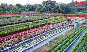 Cánh đồng hoa rực rỡ đủ màu sắc, chuẩn bị 'xuống phố' phục vụ Tết