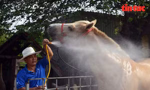 Nghề nuôi ngựa đua vang bóng một thời ở TP Hồ Chí Minh