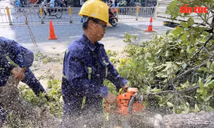 TP Hồ Chí Minh cắt tỉa, đốn hạ cây xanh có nguy cơ gãy, đổ đề phòng mùa mưa