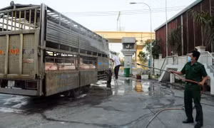 TP Hồ Chí Minh không để mất kiểm soát nếu dịch tả lợn châu Phi xảy ra