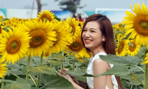 Đẹp ngỡ ngàng cánh đồng hoa hướng dương ở TP Hồ Chí Minh