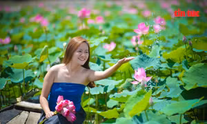 Hồ sen và cánh đồng hoa hướng dương nở rộ 'hút' giới trẻ đến 'sống ảo'