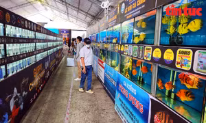 Lễ hội cá cảnh TP Hồ Chí Minh mở ra cơ hội xuất khẩu cho nông hộ