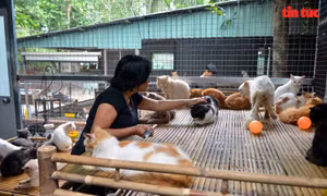 'Vương quốc' mèo của người phụ nữ bán hủ tiếu