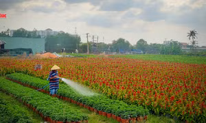 Làng hoa TP Hồ Chí Minh tất bật với vụ hoa Tết Canh Tý 2020
