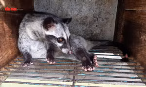 Thu gần 1 tỷ đồng mỗi năm nhờ nuôi chồn hương
