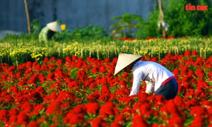 Những người 'làm đẹp' cho ngày Tết