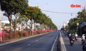 Hoa giấy phủ sắc rực rỡ trên nhiều tuyến đường cửa ngõ TP Hồ Chí Minh