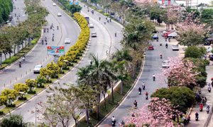 Kèn hồng nở rực cả một góc trời TP Hồ Chí Minh