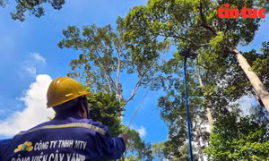 TP Hồ Chí Minh: Bay flycam để kiểm tra, cắt tỉa cây xanh sau vụ việc đáng tiếc tại Công viên Tao Đàn