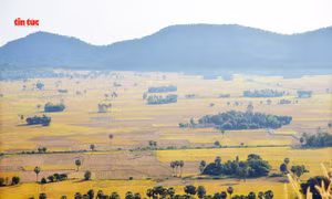 An Giang đẹp ngỡ ngàng mùa lúa chín