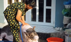 ‘Nàng’ lợn nặng 150 kg được nuôi làm... thú cưng trong gia đình