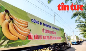 Đồng Nai đẩy mạnh xuất khẩu chuối tươi sang thị trường Trung Quốc 