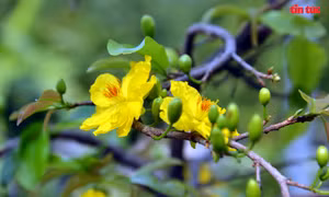 Hoa mai vàng - nét Xuân phương Nam