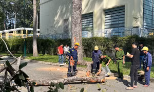 TP Hồ Chí Minh: Nhánh cây gãy rơi làm 5 người đang tập thể dục thương vong