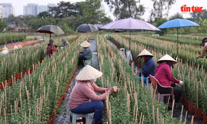 Làng hoa lớn nhất TP Hồ Chí Minh tất bật vào vụ hoa Tết