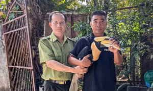 Người dân TP Hồ Chí Minh tự nguyện bàn giao chim hồng hoàng quý hiếm