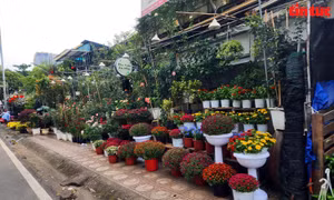Thị trường hoa, cây cảnh Tết khởi động sớm, sức mua dè dặt
