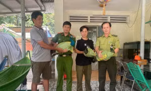 Công an xã Đông Thạnh tiếp nhận 9 cá thể công do dân giao nộp