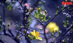 Mùa xuân nghĩ về tứ quý