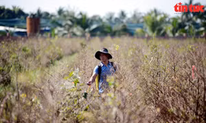 TP Hồ Chí Minh: 'Thủ phủ' mai vàng Bình Lợi tất bật những ngày cận Tết