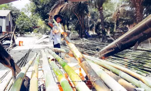 Vùng Bảy Núi An Giang rộn ràng mùa uốn tầm vông